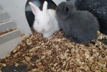Vendesi cuccioli di coniglio Ariete nano