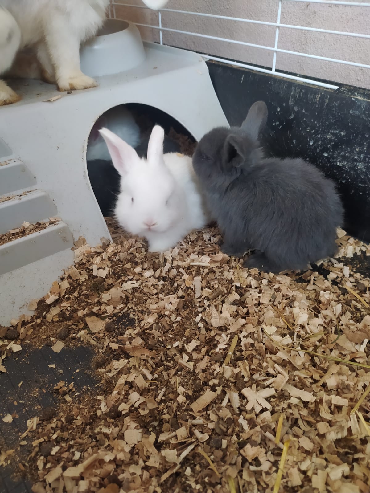 Vendesi cuccioli di coniglio Ariete nano