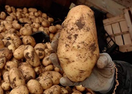 Agricoltore astigiano vende direttamente patate novelle