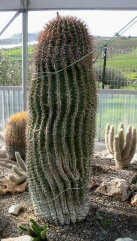 Cactus gigante vendo