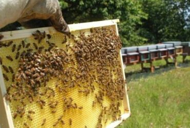 4 arnie con api trattate