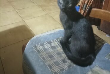 Regalo fantastico gattino nero