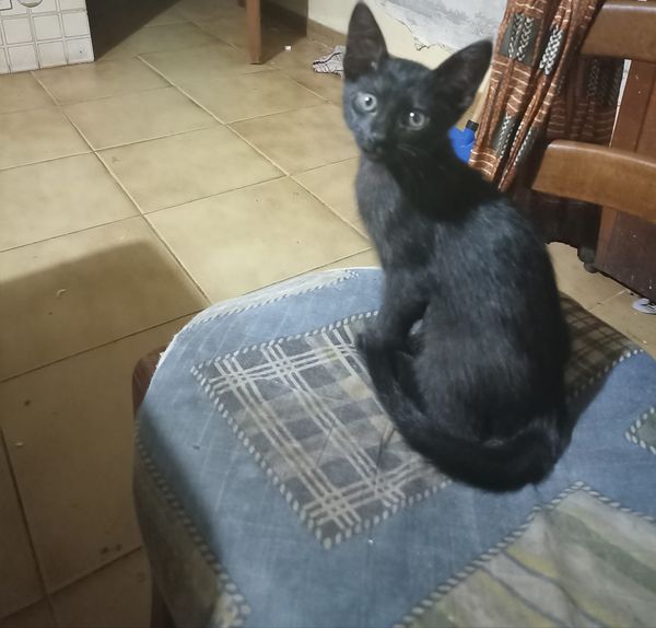 Regalo fantastico gattino nero
