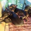 Cuccioli di Pincher nano, 2 mesi
