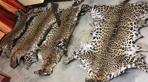 Buy Real African Leopard Skins Online at +44 7360 251004